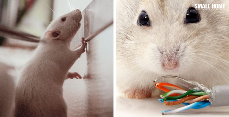 Có chuột xung quanh nhà