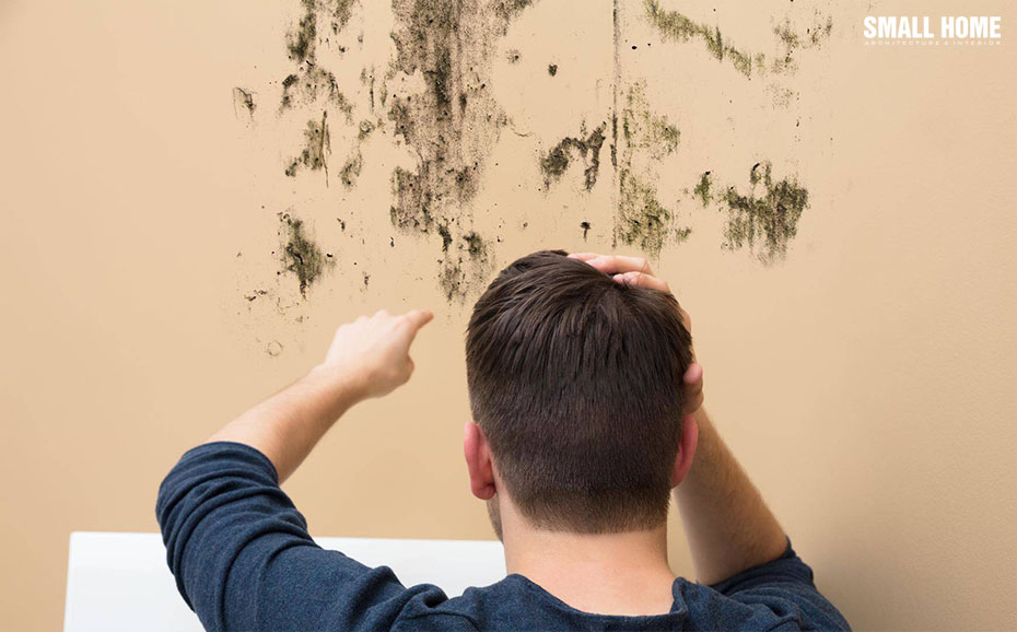 sơn tường bị rêu mốc
