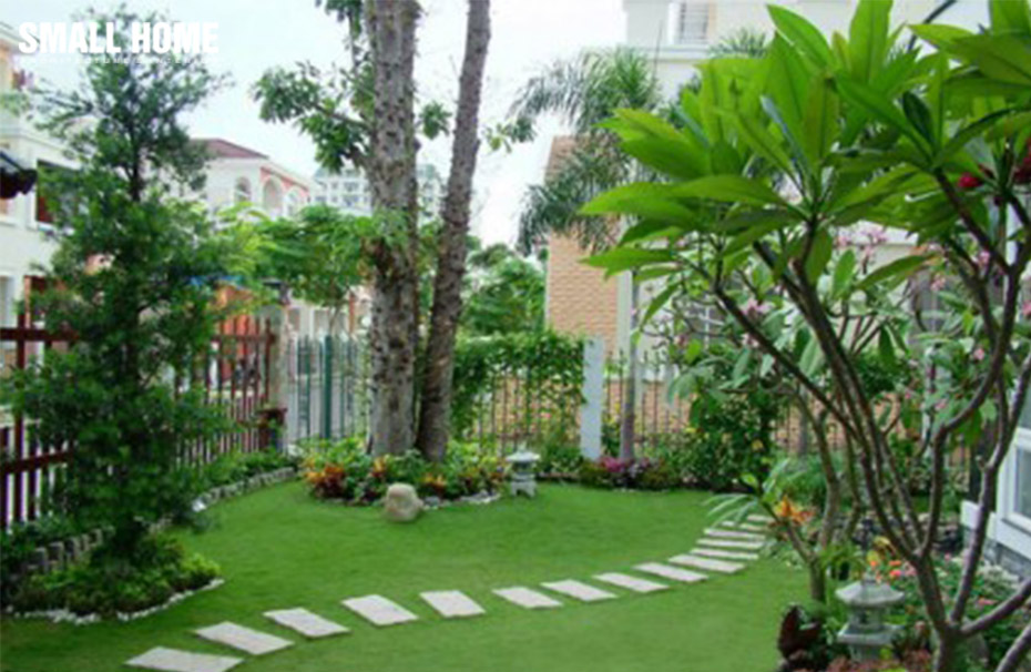 Trồng cây quá to trong nhà