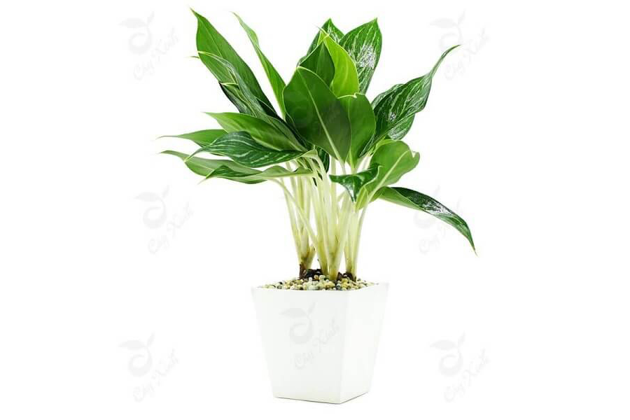 cay-bach-ma-hoang-tu-hop-tuoi-nham-dan-2