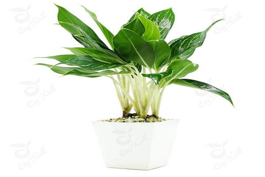 cay-bach-ma-hoang-tu-tuoi-giap-tuat-6