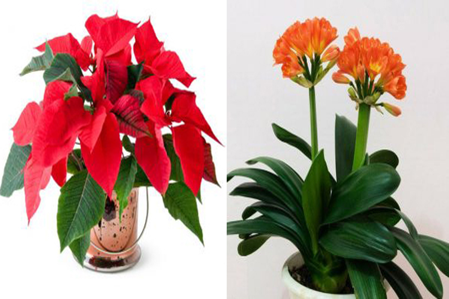 cay-canh-hop-tuoi-tan-suu-3