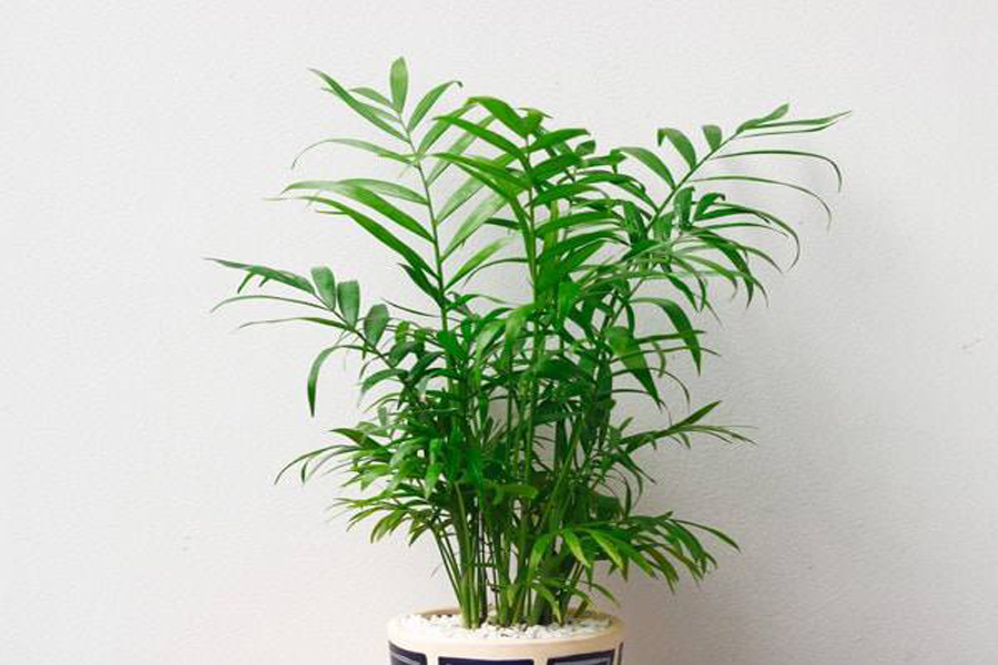 cay-cau-tieu-tram-tuoi-mau-thin-2