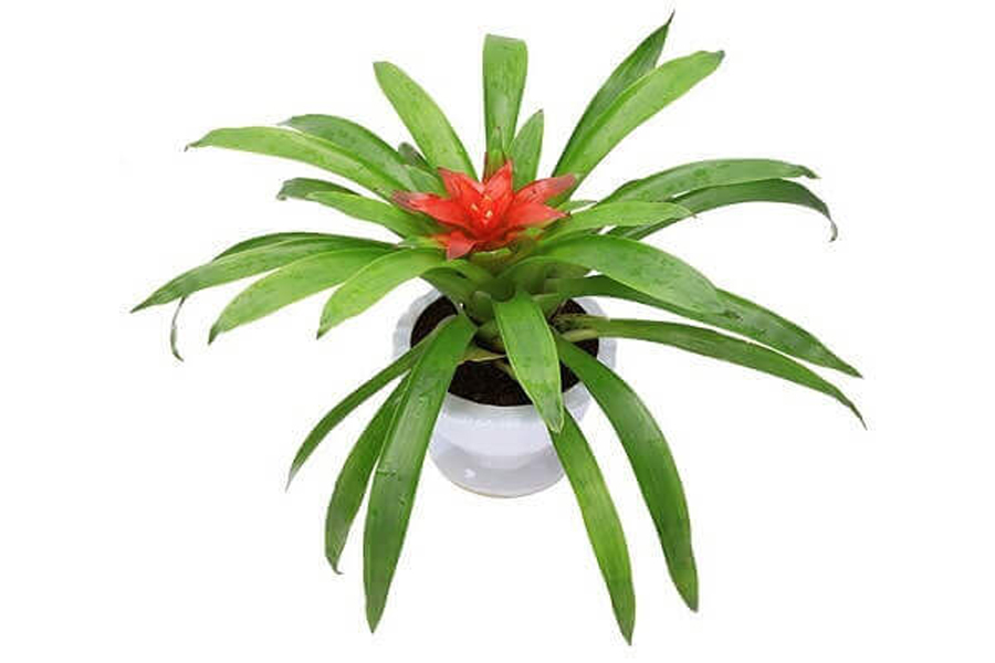 cay-dua-canh-nen-tuoi-binh-tuat-2