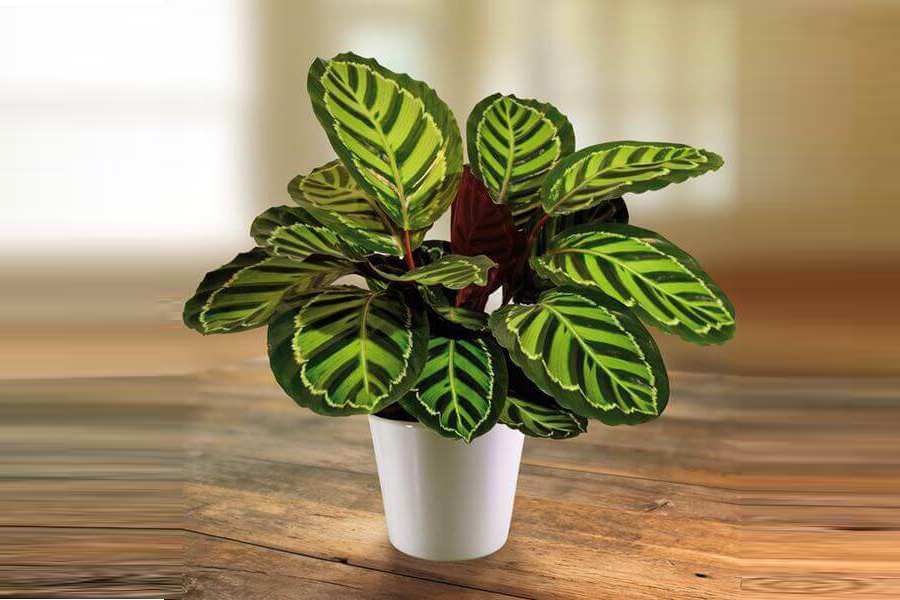 cay-duoi-cong-tim-tuoi-ky-mui-4