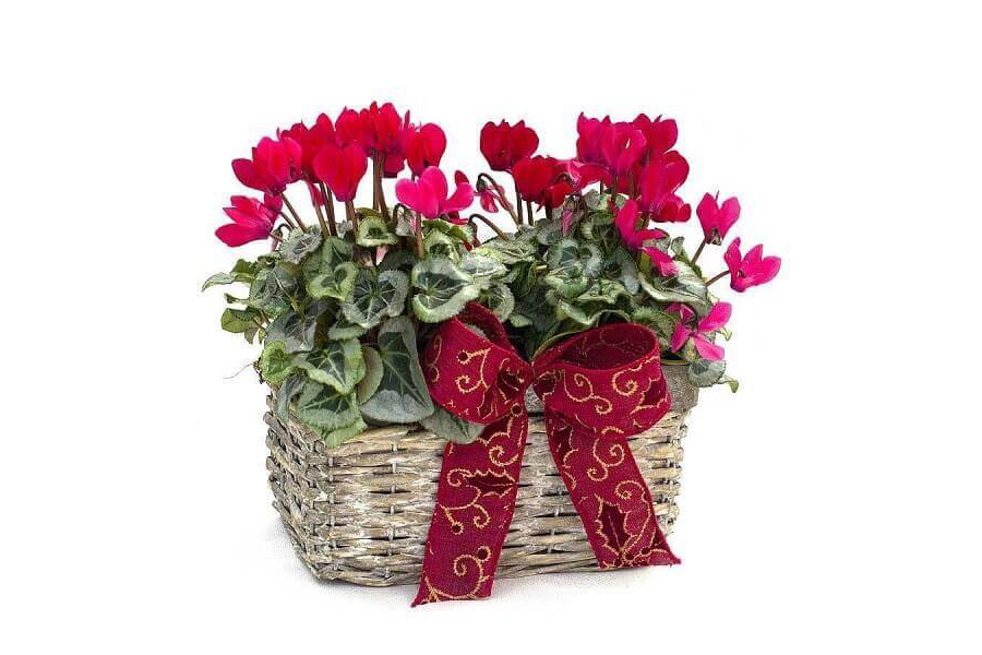 cay-hoa-anh-thao-tuoi-mau-than-2