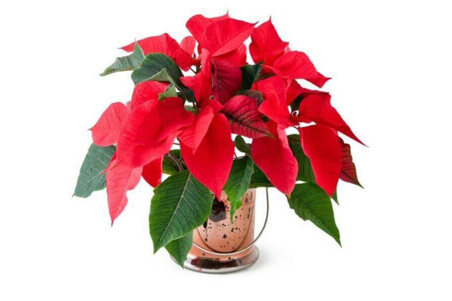 cay-hoa-trang-nguyen-tuoi-mau-ngo-3