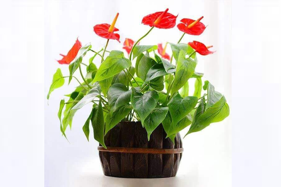 cay-hong-mon-tuoi-at-hoi-1