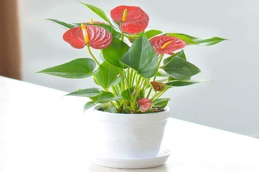 cay-hong-mon-tuoi-at-ty-3