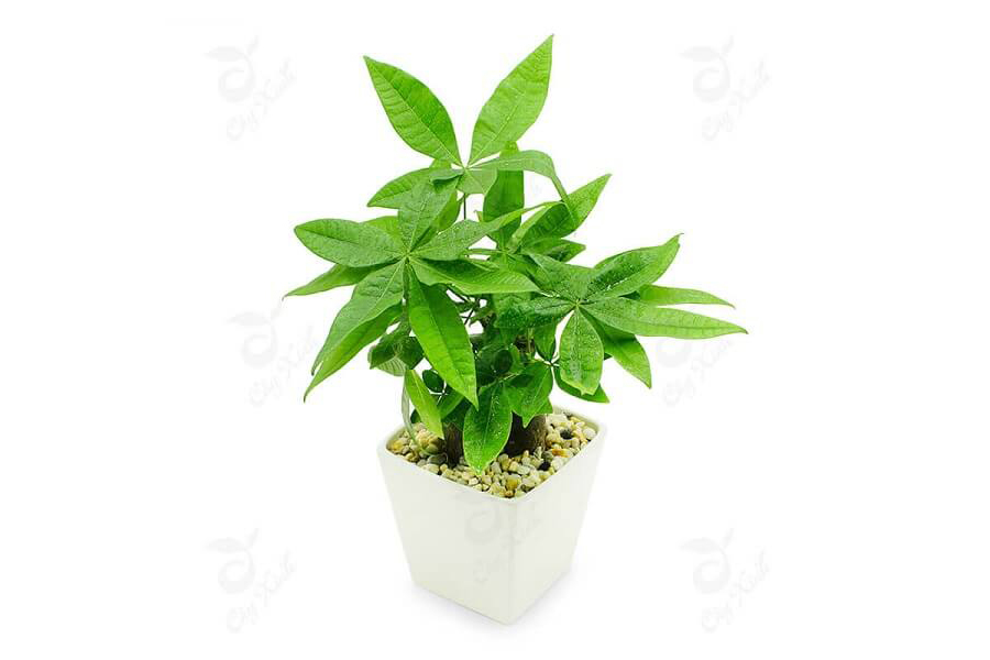 cay-kim-ngan-hop-tuoi-binh-dan-3