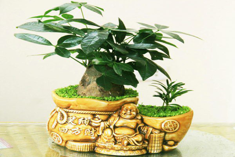 cay-kim-ngan-tuoi-canh-thin-1