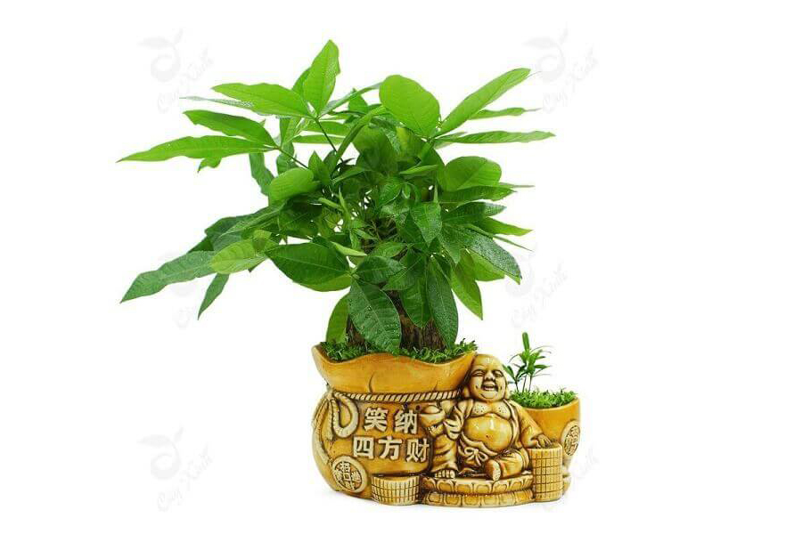 cay-kim-ngan-tuoi-nham-than-4