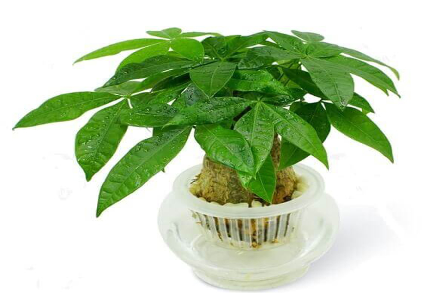 cay-kim-ngan-tuoi-nham-tuat-5