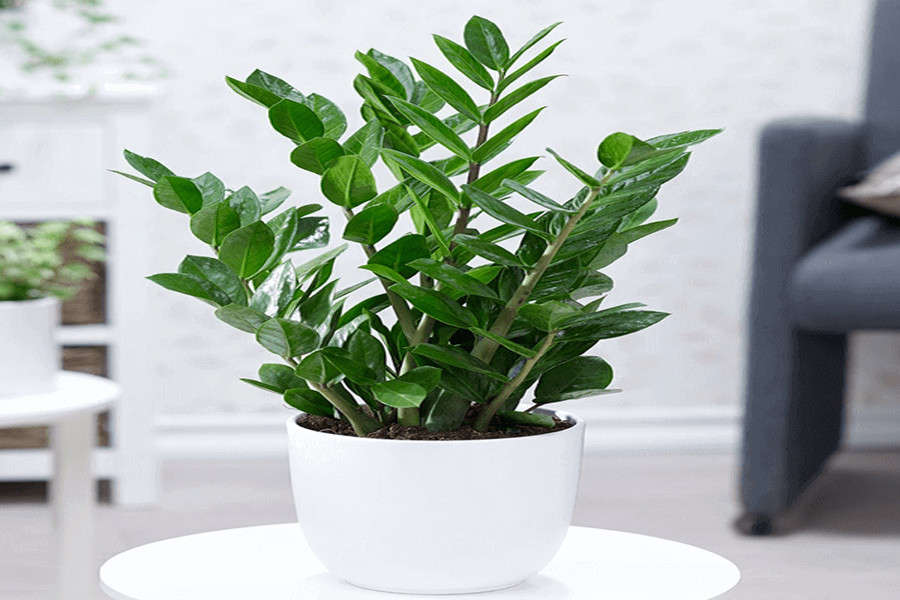 cay-kim-tien-tuoi-quy-hoi-5