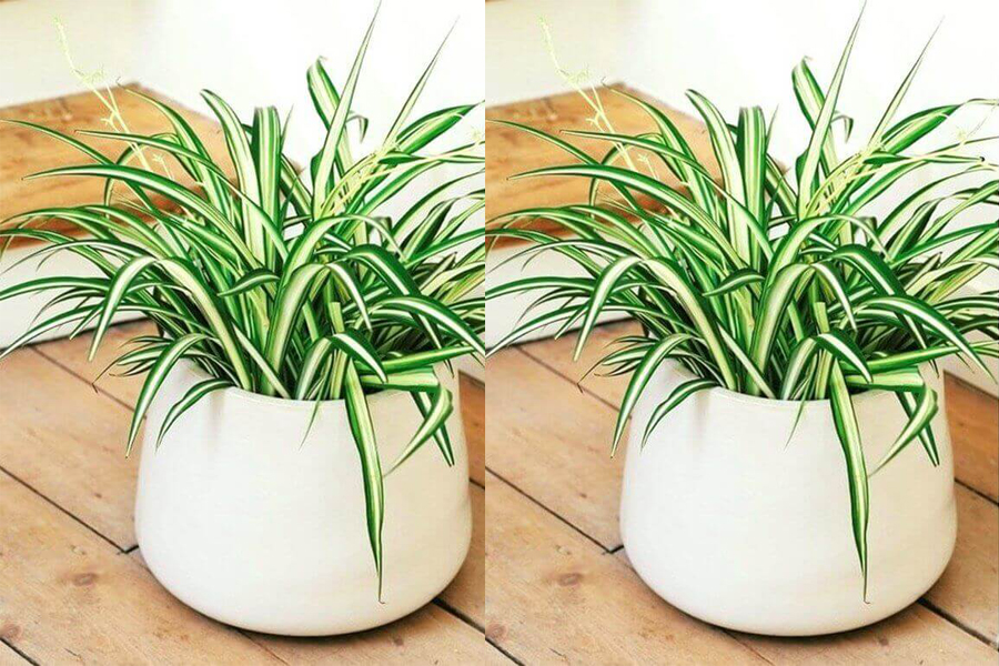 cay-lan-chi-tuoi-binh-ngo-2