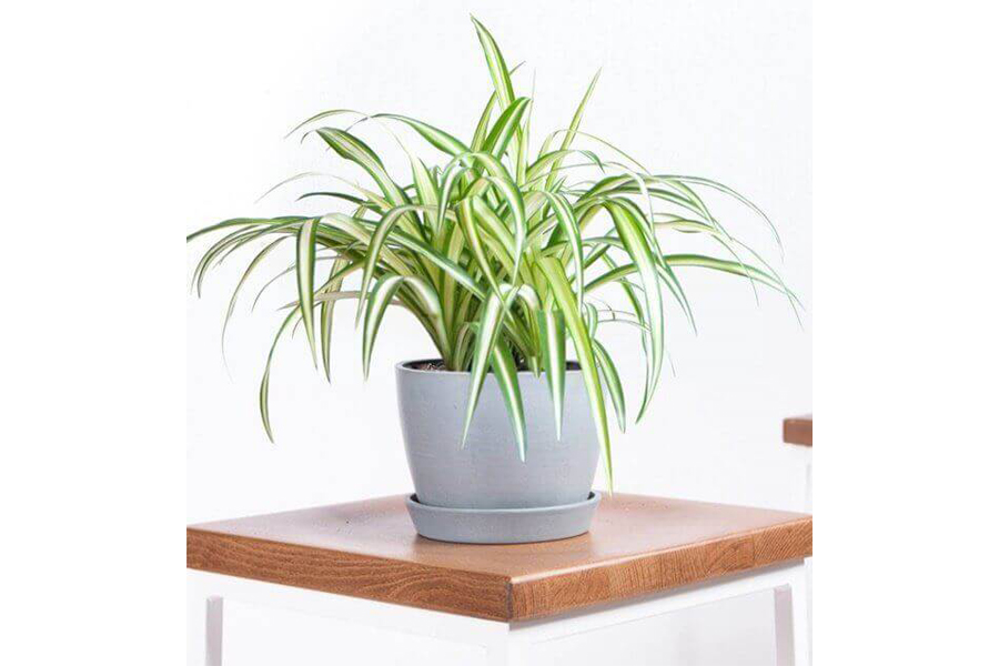 cay-lan-chi-tuoi-tan-hoi-4