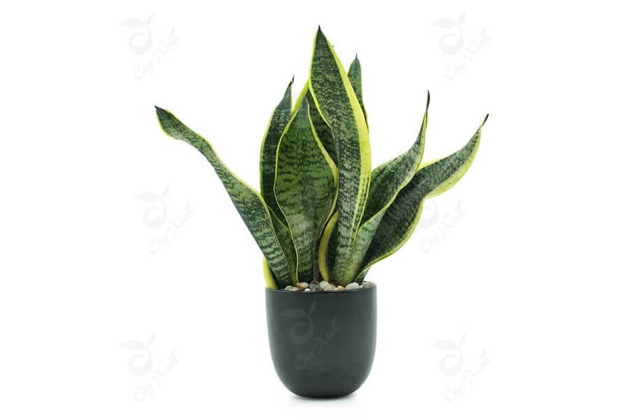 cay-luoi-ho-hop-tuoi-mau-dan-4