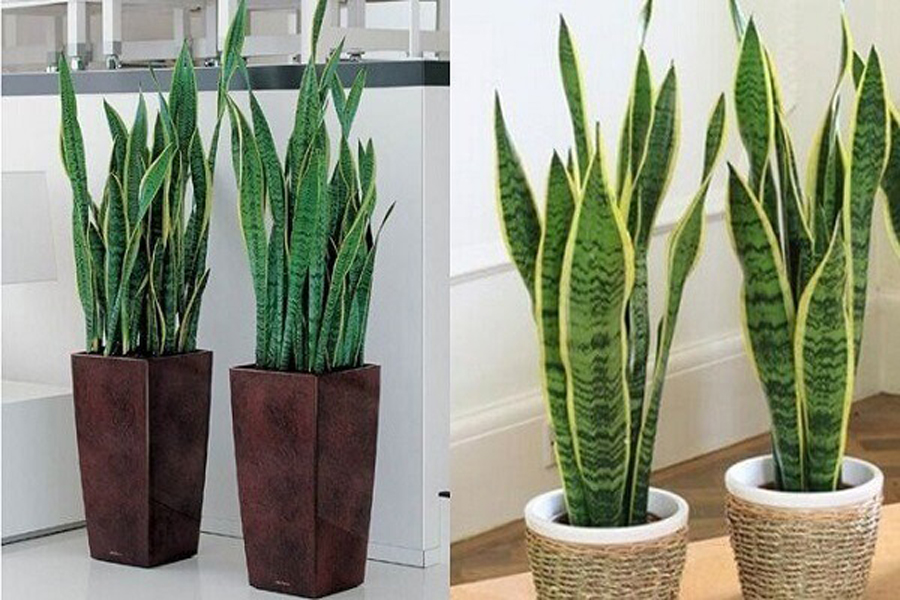 cay-luoi-ho-tuoi-tan-mui-5