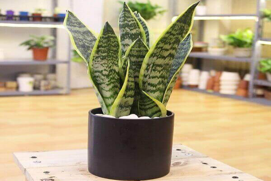 cay-luoi-ho-vien-vang-tuoi-dinh-ty-4