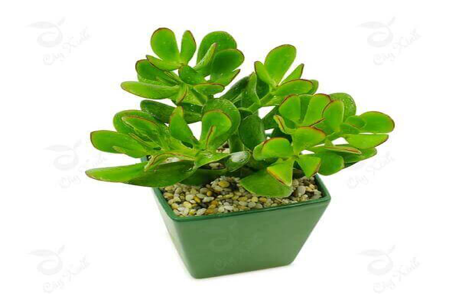 cay-ngoc-bich-tuoi-ky-ty-5