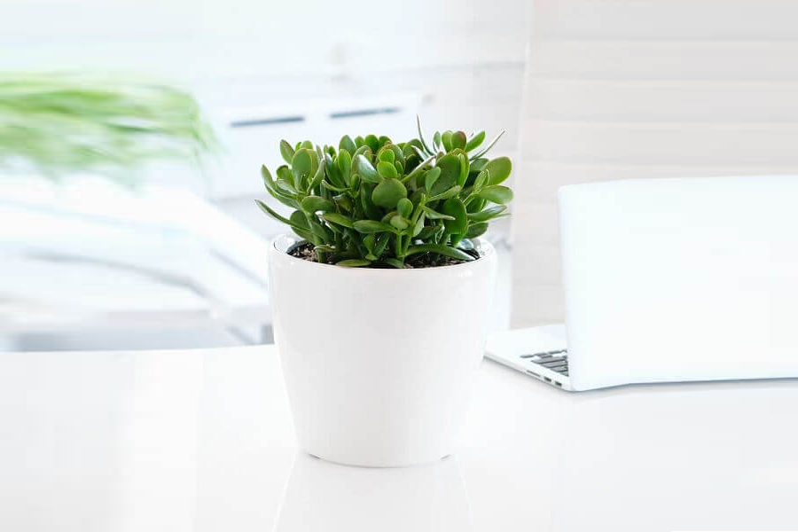 cay-ngoc-bich-tuoi-quy-mui-1