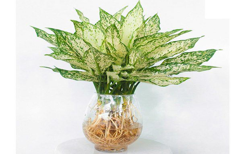 cay-ngoc-nga-tuoi-nham-thin-3