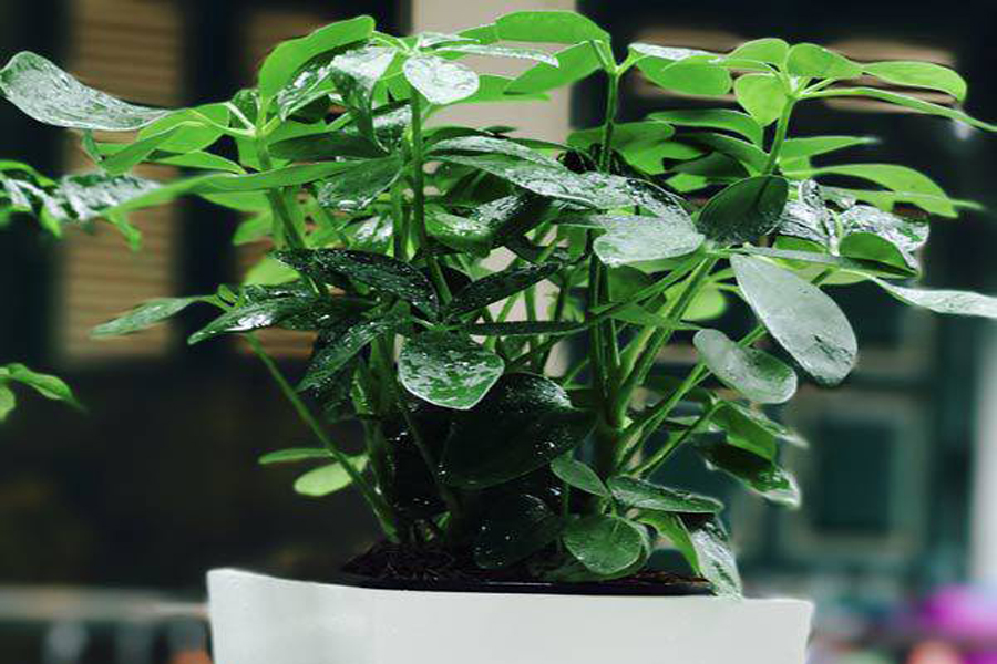 cay-ngu-gia-bi-tuoi-binh-thin-5