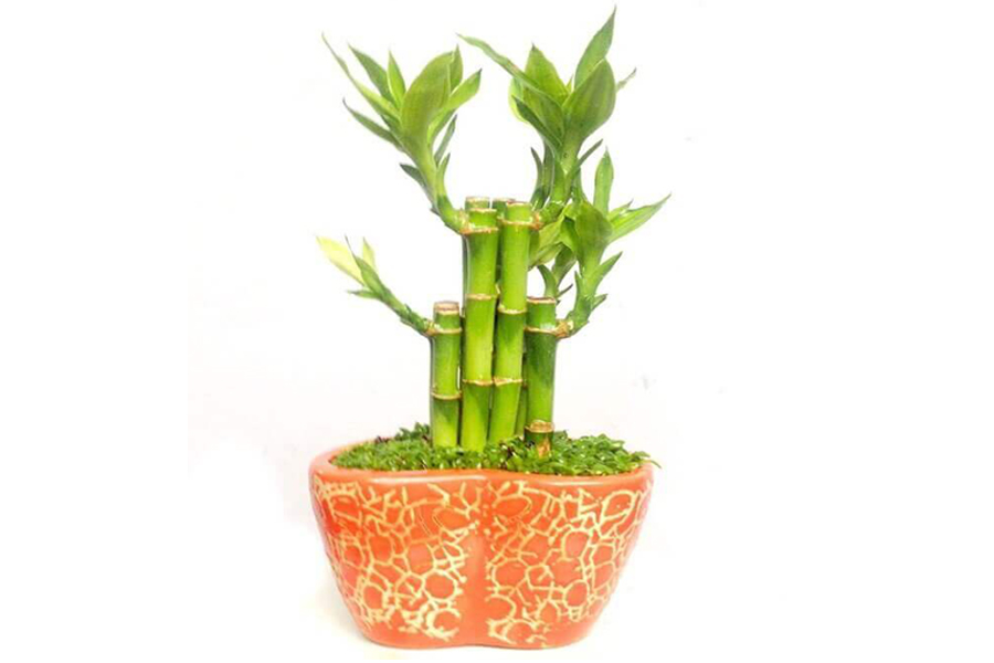 cay-phat-tai-tuoi-nham-ngo-1