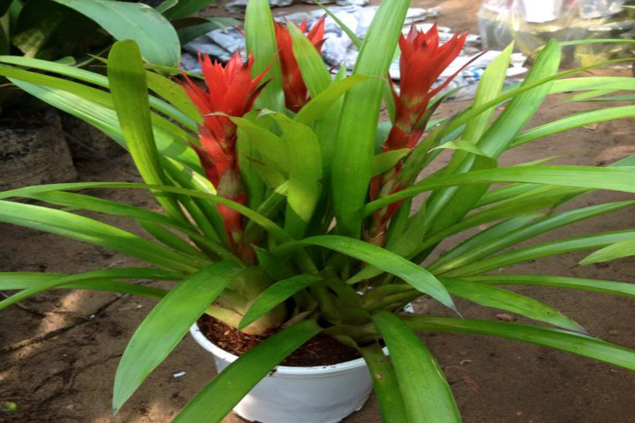 Cay-phong-loc-hoa-tuoi-suu2