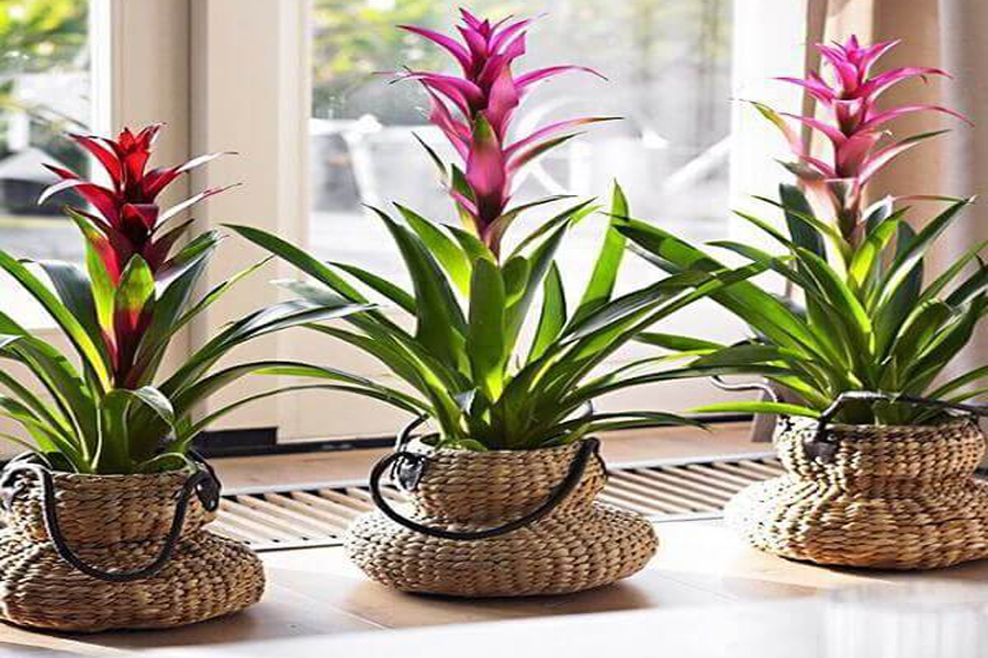 cay-phong-loc-tuoi-at-mui-2