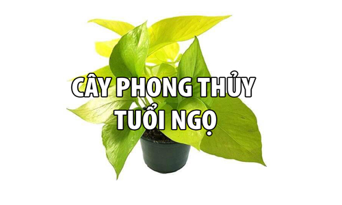 Cây phong thủy tuổi Ngọ rước tài lộc và may mắn