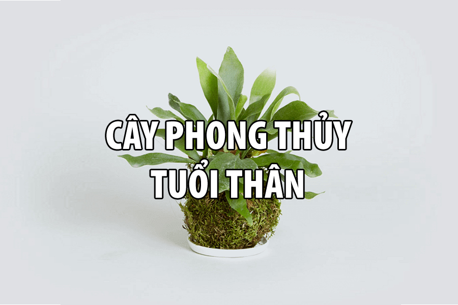 cây phong thủy cho tuổi thân rước tài lộc