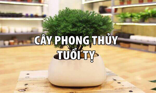 Tuổi Tỵ nên trồng cây gì cho hợp phong thủy để rước tài lộc