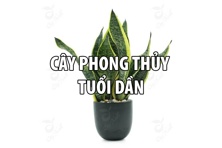 CÂY PHONG THỦY TUỔI DẦN