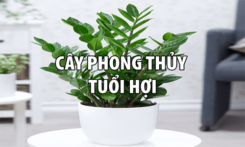 Cây phong thủy tuổi Hợi mang lại tài lộc và may mắn