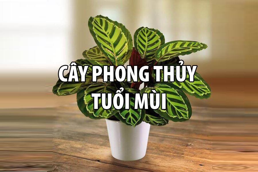 CÂY PHONG THỦY TUỔI MÙI