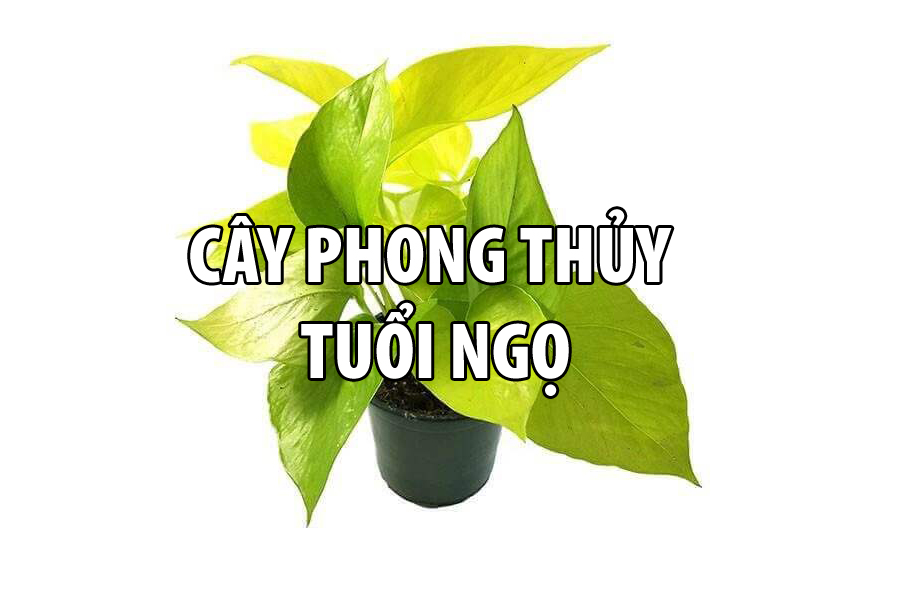 CÂY PHONG THỦY TUỔI NGỌ
