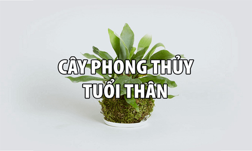 Cây phong thủy tuổi Thân rước tài lộc