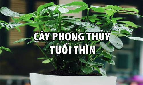 Cây phong thủy tuổi Thìn rước tài lộc và may mắn