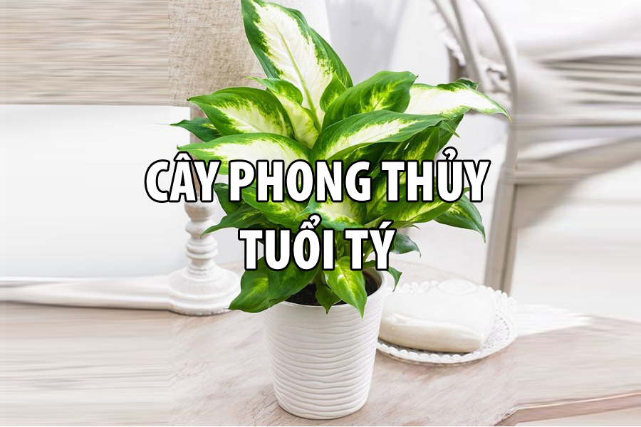 CÂY PHONG THỦY TUỔI TÝ