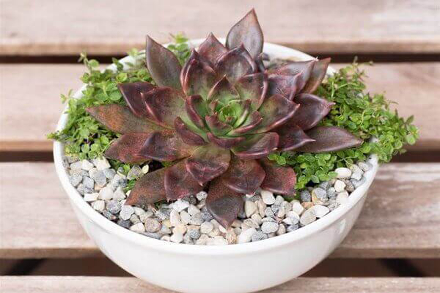 cay-sen-da-nau-tuoi-dinh-hoi-2