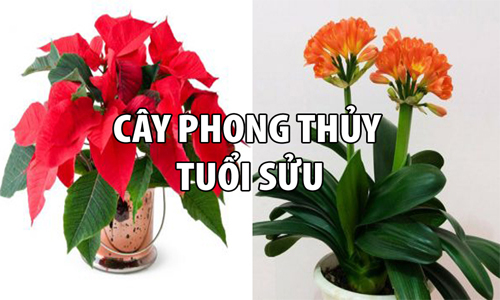 Tuổi Sửu nên trồng cây gì để mang lại sự may mắn và tài lộc.