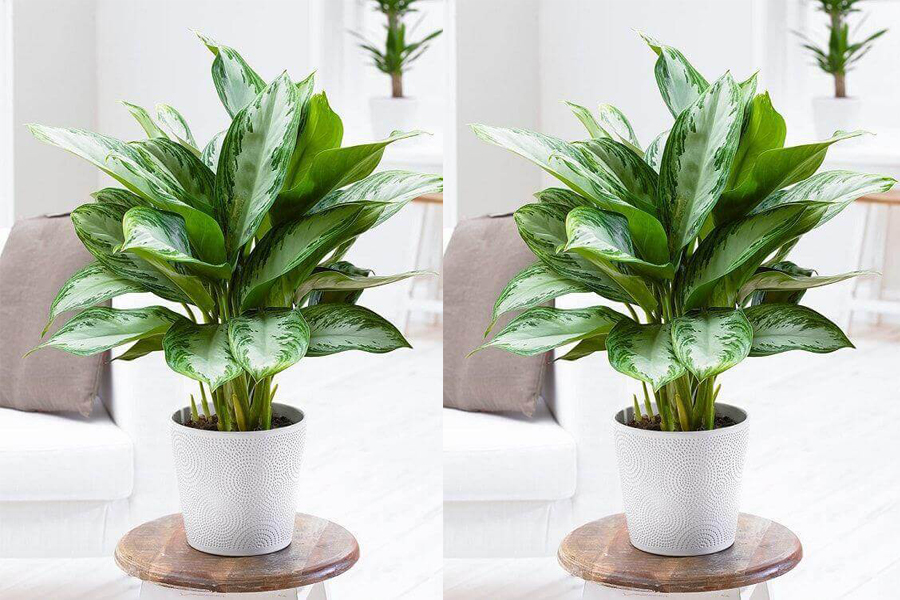 cay-thien-thanh-tuoi-dinh-mui-3