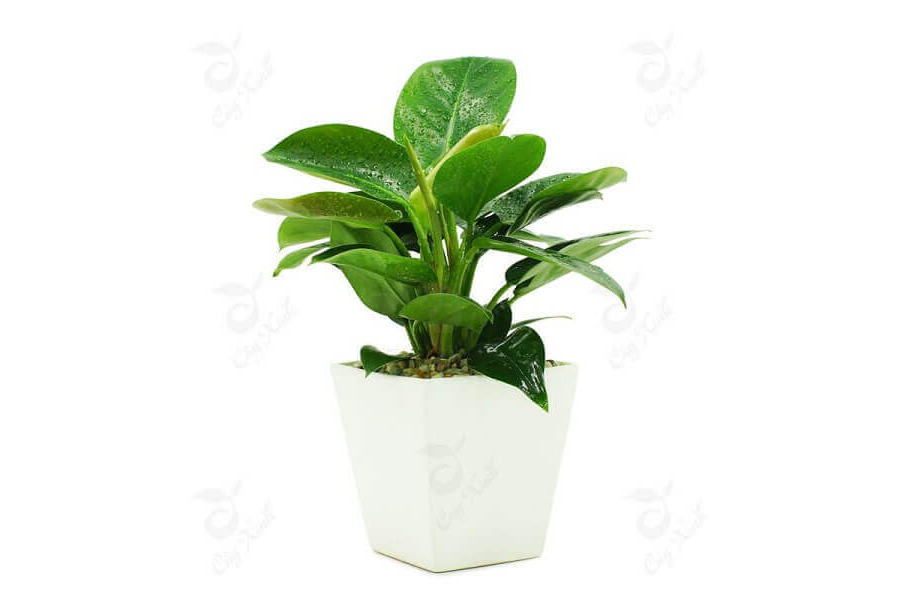 cay-trau-ba-de-vuong-xanh-tuoi-canh-than-3