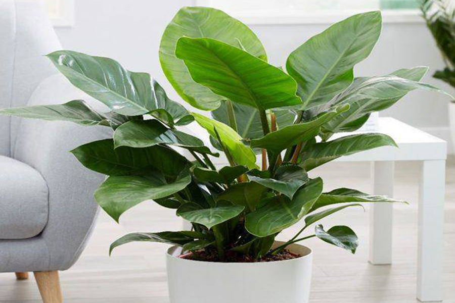 cay-trau-ba-giap-thin-4