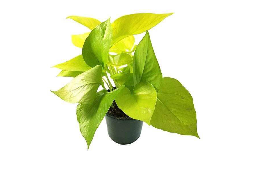 cay-trau-ba-vang-tuoi-canh-ngo-4