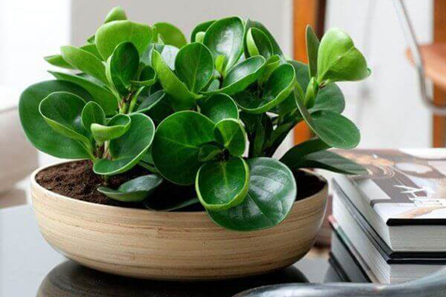 cay-truong-sinh-tuoi-ky-hoi-3