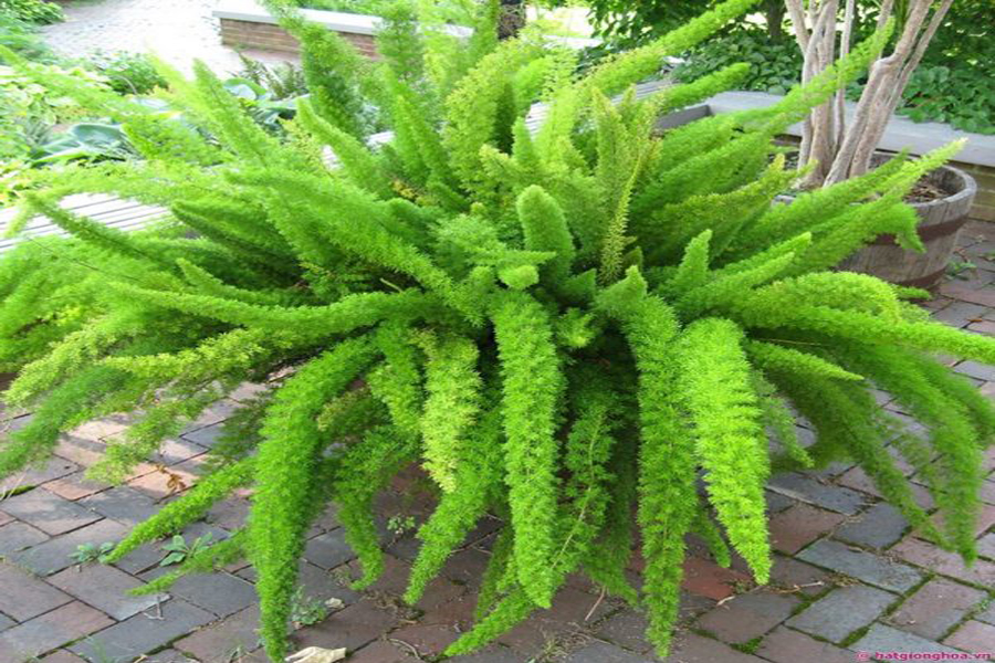 cay-Tung-Duoi-Chon-5