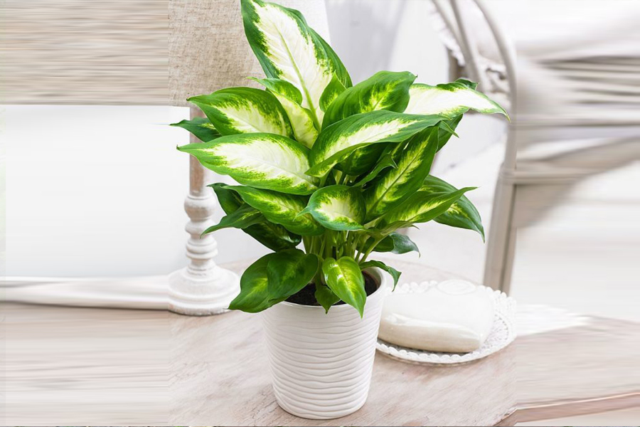 cay-van-nien-thanh-de-ban_cay-van-nien-thanh-de-ban-6