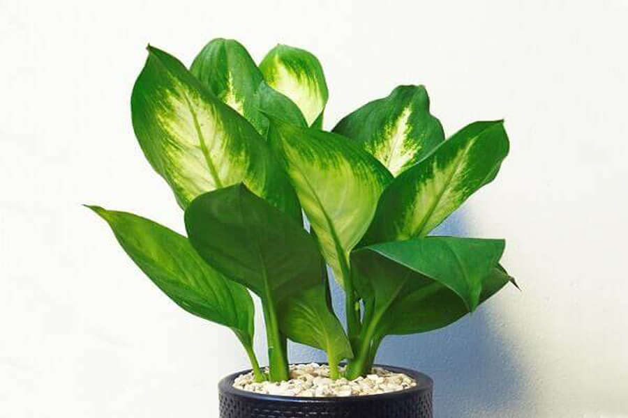 cay-van-nien-thanh-tuoi-mau-tuat-3